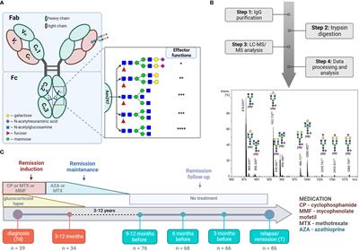 Specific IgG glycosylation differences precede relapse in PR3-ANCA associated vasculitis patients with and without ANCA rise